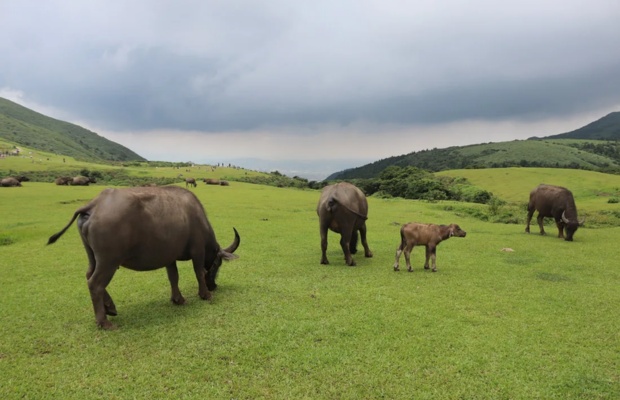 Đ&agrave;n tr&acirc;u đặc trưng tại Qingtiangang Grassland