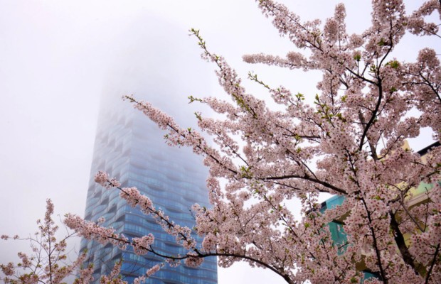 hoa anh đ&agrave;o bao phủ c&aacute;c lối đi trong c&ocirc;ng vi&ecirc;n Central Park v&agrave;o m&agrave;u xu&acirc;n