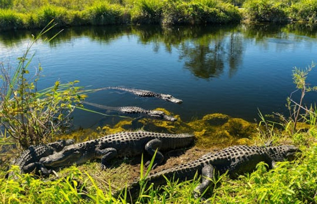c&aacute; sấu hoang d&atilde; tại "S&ocirc;ng cỏ" Florida