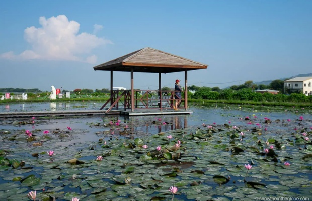 G&oacute;c hồ sen y&ecirc;n b&igrave;nh b&ecirc;n trong khu vườn hoa. 