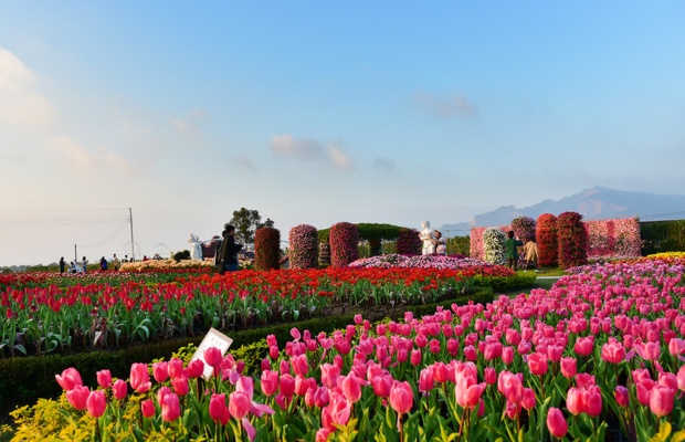 M&ugrave;a tulip th&aacute;ng 1&ndash;3 l&agrave; thời điểm đẹp nhất để gh&eacute; Zhongshe.