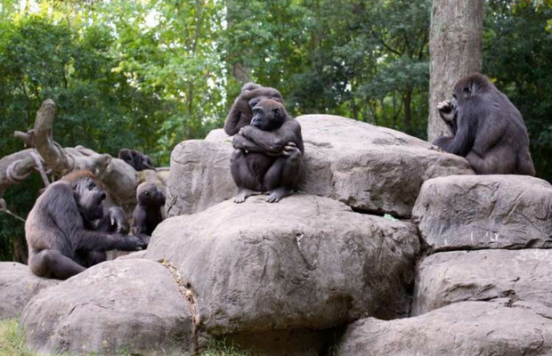 Khu Gorilla