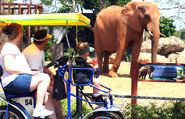 Hướng dẫn thực tế d&agrave;nh cho kh&aacute;ch tham quan Zoo Atlanta