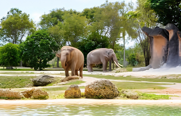 Lạc bước v&agrave;o v&ugrave;ng đất ch&acirc;u Phi huyền thoại tại Zoo Miami