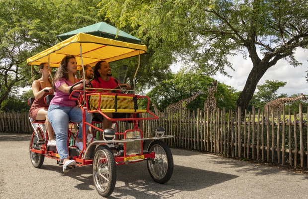 L&ecirc;n lịch tr&igrave;nh ho&agrave;n hảo cho chuyến tham quan Zoo Miami