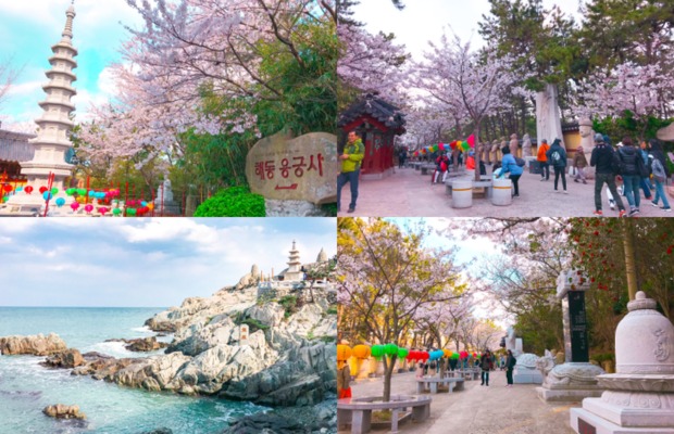 Khu&ocirc;n vi&ecirc;n ch&ugrave;a Haedong Yonggungsa rực rỡ sắc m&agrave;u hoa anh đ&agrave;o v&agrave;o m&ugrave;a xu&acirc;n tại Busan