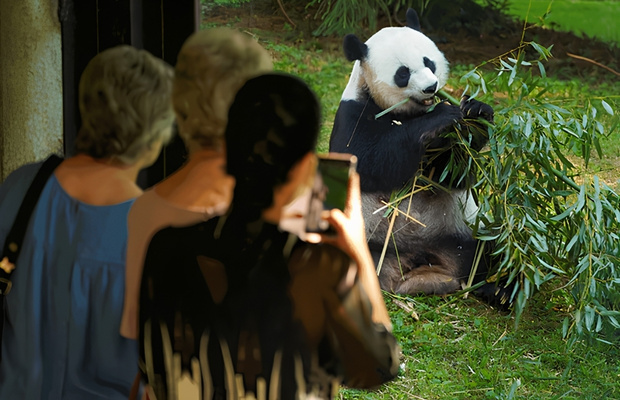 Panda Ridge l&agrave; khu vực nổi tiếng nhất tại San Diego Zoo
