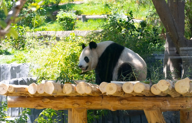 Panda Ridge l&agrave; một trong những địa điểm check-in nổi tiếng nhất tại San Diego Zoo 