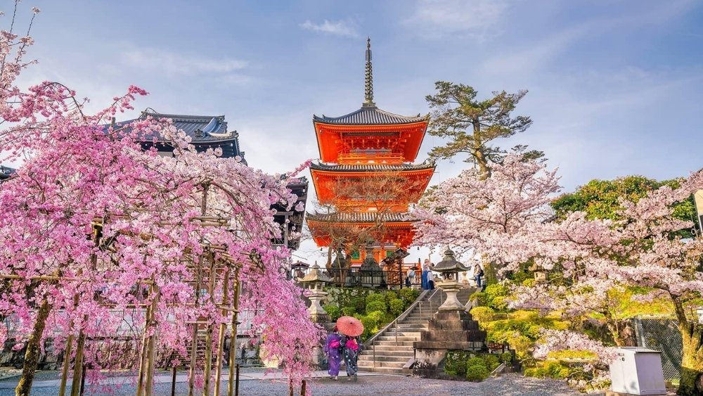 Hoa anh đ&agrave;o ở Tokyo hoặc Kyoto